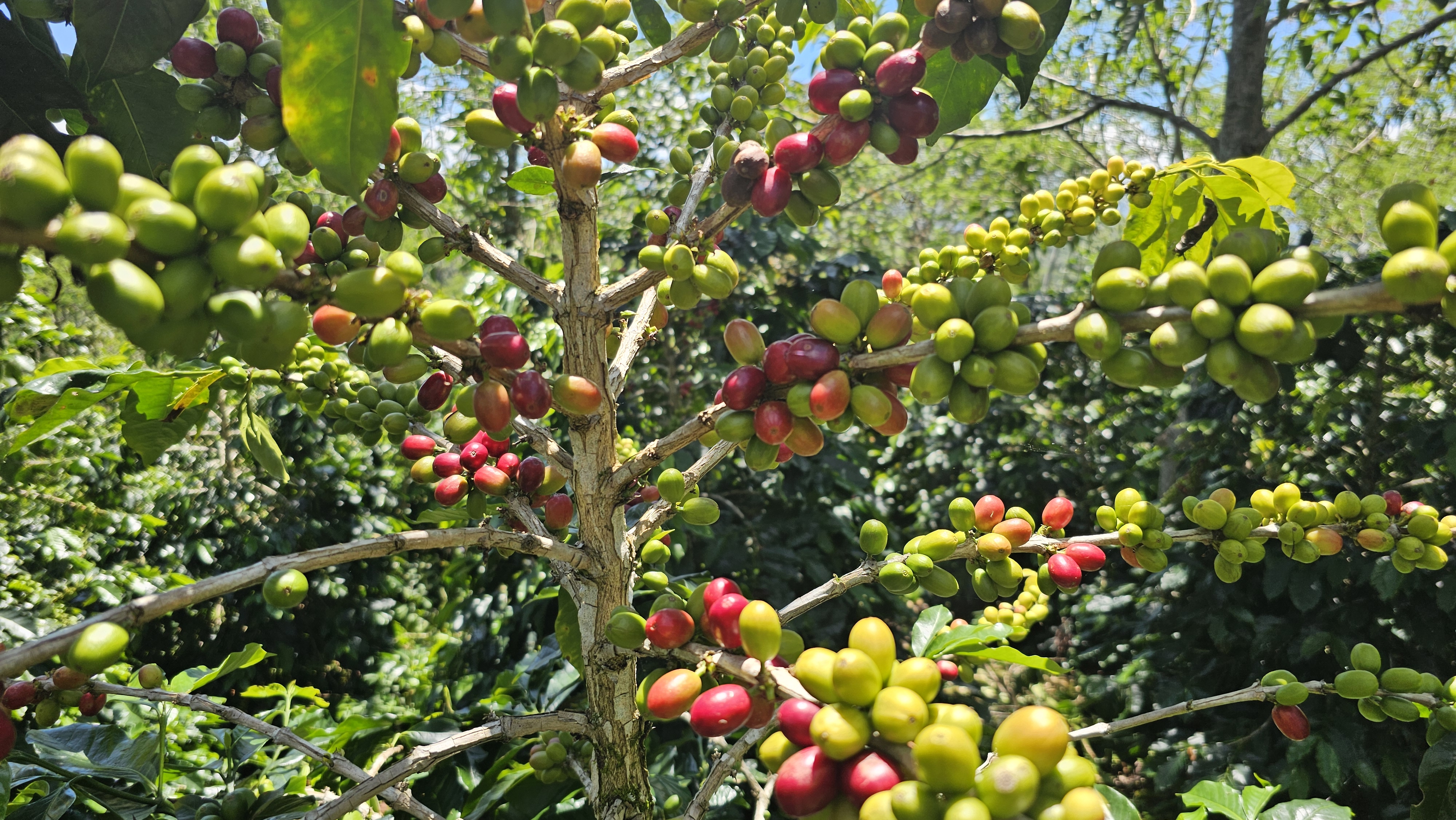 Coffee Blending Process